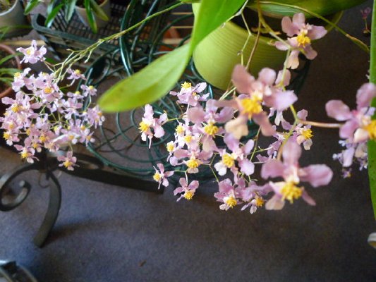 ONCIDIUM ORNITORYNCHUM